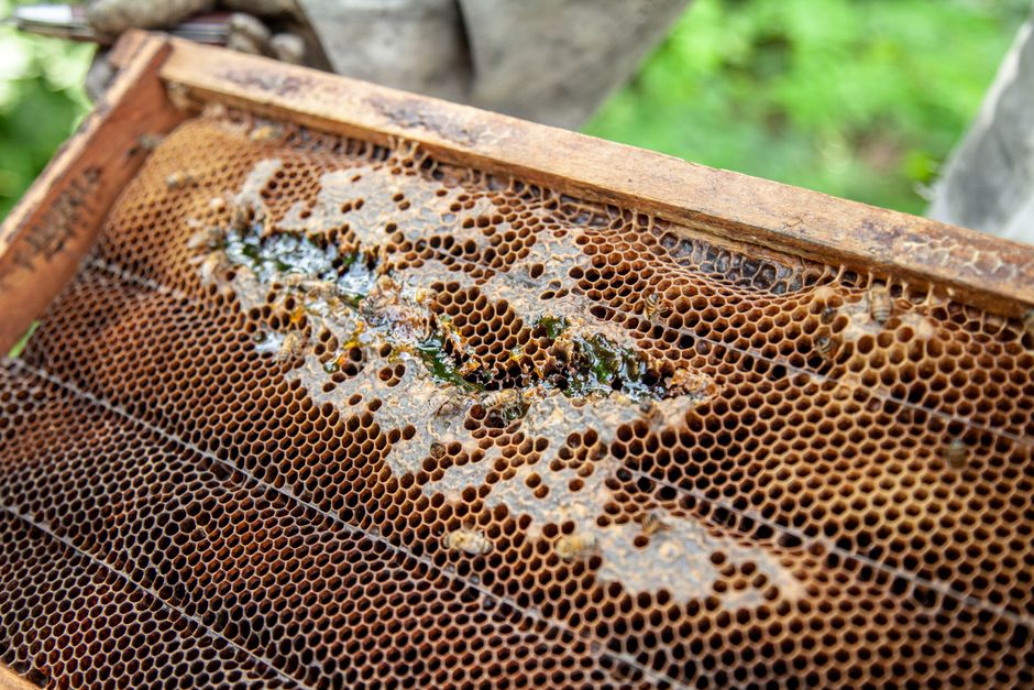 Propolis kapi 20 %
